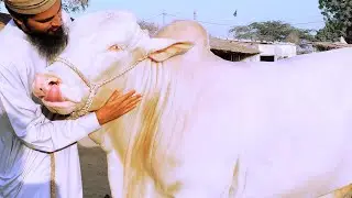 Agar MIRCHI Lagi to MAZRAT 😉🤣 AQ Cattle Farm