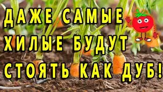 ДАЖЕ САМЫЕ  ХИЛЫЕ БУДУТ СТОЯТЬ КАК ДУБ!