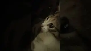 Котятрица