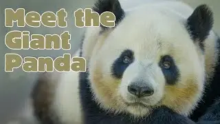 Meet the Giant Panda! Animal Science for Kids