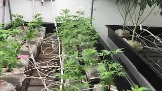 Topping cannabis early Veg stage