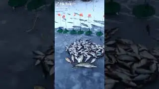 рыбалка шикарный улов.