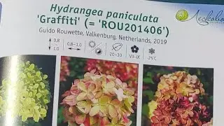 Изучаем сорт гортензии Граффити. Словоблудие в комментариях.