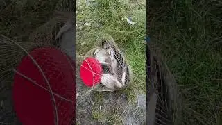 Лещь. Ночь под дождём на фидер.