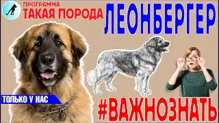 Такая порода -  Леонбергер