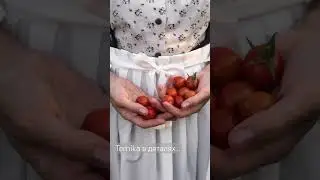 Ternika в деталях…