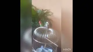 Попугайный обзор