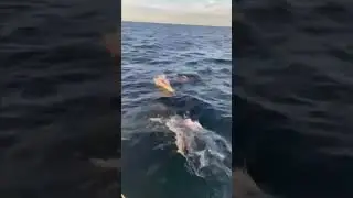 Удивительные встречи в море! 