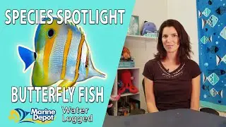 Caring for Marine Butterflyfish: Species Spotlight with Hilary