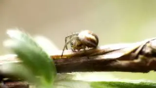Tiny Spiders Macro Footage HD