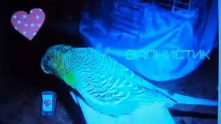 MOV07781