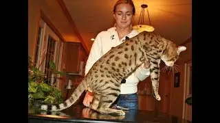 Savannah Cat - What Generation Is Right For You? Savannah Cat
