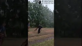 Немецкая овчарка Альфа. Тренировка по защите (ЗКС). Тольятти, 20 июля 2024.