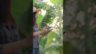 Как вырастить банановое дерево за 1 день!? #банан #семенафруктов #plants #garden