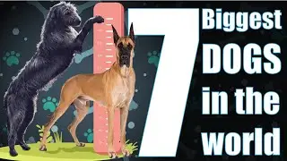 7 Biggest Dogs in the World🙂