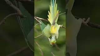 An Amazing Combination of Parrot and Cat,,,,,, #birds #wildlife #animals