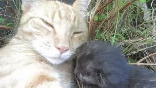 Cheeto and her 4 Kittens Day 7 Part 5 #tvvc #cat #kitty #cute #cutecat #cutekitty #cheeto #wildlife