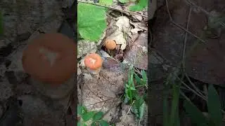 Подосиновички - малышата