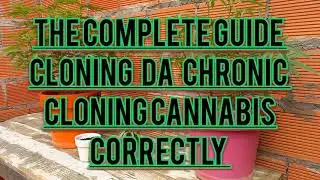 The Complete Guide To Cloning Cannabis. How to Clone Cannabis Correctly Easy Highest Success Rate.