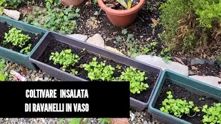 Coltivare insalata di ravanelli in vaso