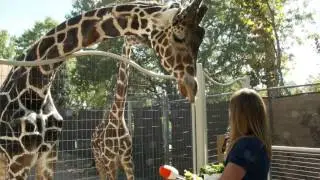Denver Zoo provides world-class animal care