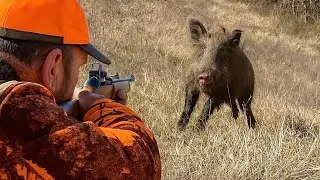 WILD BOAR HUNTING WITH FRENCH DOGS