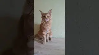 Кошечка мейн-кун.#мейнкуны #котянок#котенокмейнкун #кошечка# #kitten #catlover # #cat