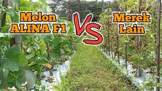 Berbuah Banyak & Daun Terbukti Lebih Tahan | Ini Perbandingan melon ALINA dg Merek Lain..!!