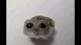 Sad Hamp... Альт ||Mr. Utahsaur||