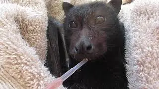 Lip Smacking Mum To Be Catches A Break