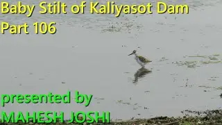 Baby Stilt of Kaliyasot Dam - Part 106