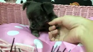 ネコ 🐱😍 かわいい猫ちゃん - おもしろい猫ちゃん - Cute Cats, Lovely Cats #EP71