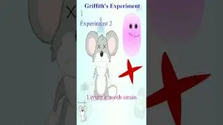 Griffith experiment - a sumup