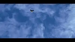 Мелитопольские голуби. Вертуны или…