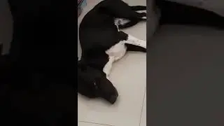 Scott dormindo e sonhando 🐶😂😅
