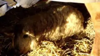 Pig thinks she's a horse
