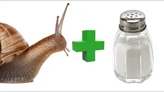 Snail + Salt = ?