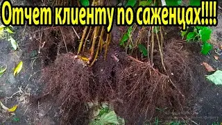 Отчёт клиенту на заказ в 60 саженцев фундука!!!