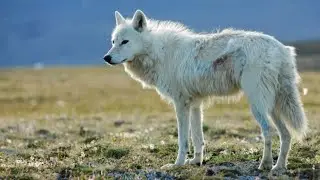 The Mysterious White Wolves