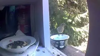Aggressive bird sounds from albino cardinal!