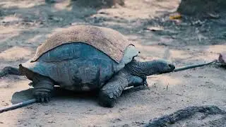 old tortoise video