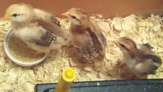 BABY CHICK CAM! Meet My 12 Day-Old Jubilee Orpingtons!