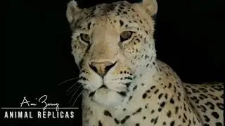 Faux Taxidermy full-sized African Leopard Replica mount by 'Animal Replicas'