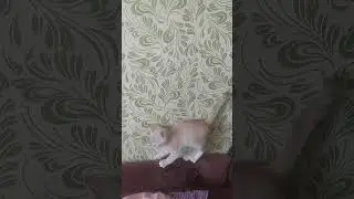 Цель вашего визита?