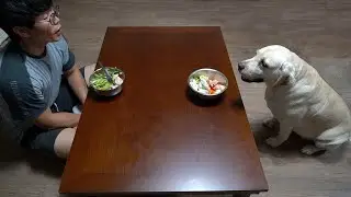 혼밥하기 싫어서 강아지와 겸상을 해봤어요