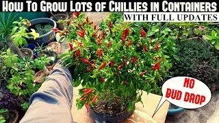 How To Grow Chillies in Containers (NO FLOWER/BUD DROP)