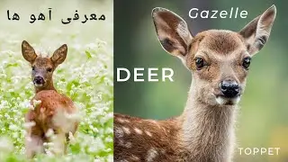 معرفی کامل آهوها🫎همه چیز در مورد آهو