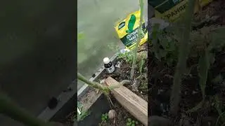 помидор не в два ствола! мифы по моему мнению!