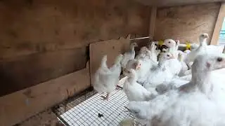 жужа цыплята адлерские серебристые