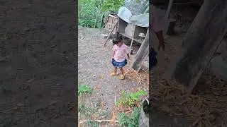 lihat suasana kandang pagi ini